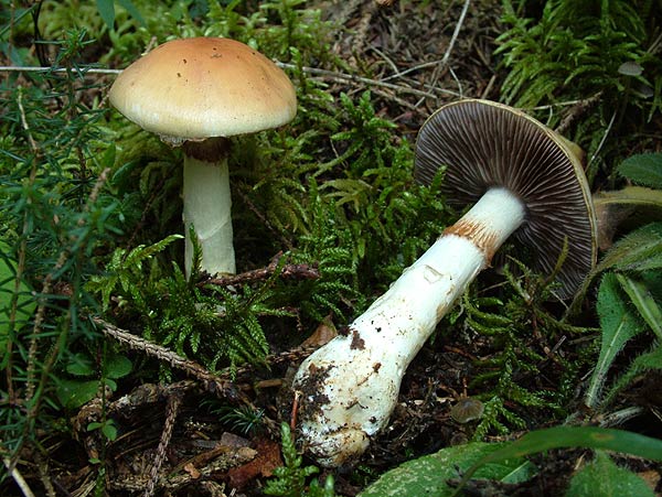 cortinarius varius