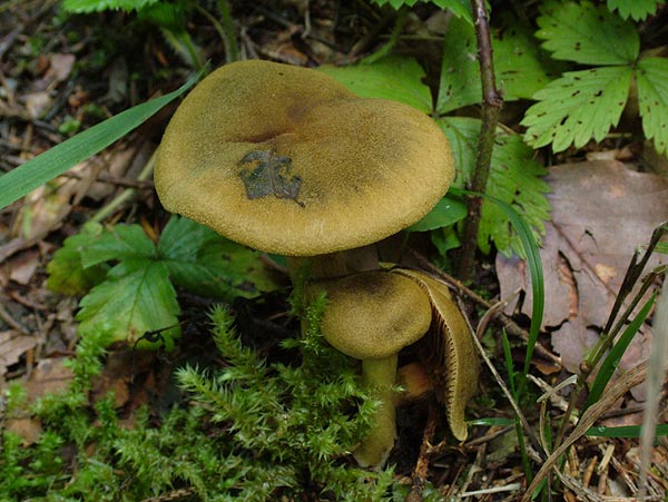 Cortinarius venetus