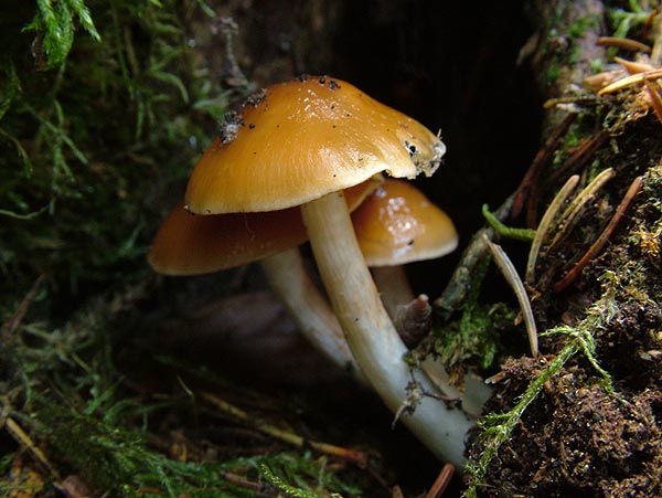 cortinarius vibratilis