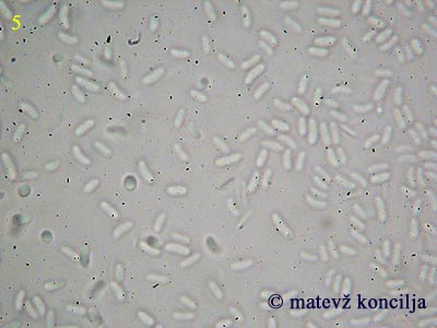 Thyronectria coryli - Ascokonidien