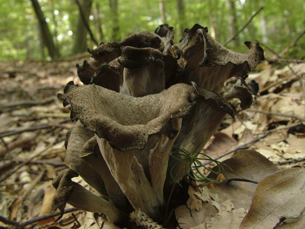 craterellus cornucopioides