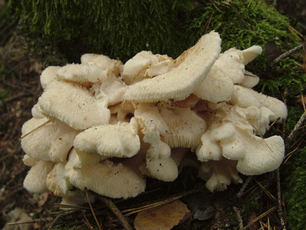 Hericium cirrhatum