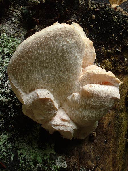creolophus cirrhatus