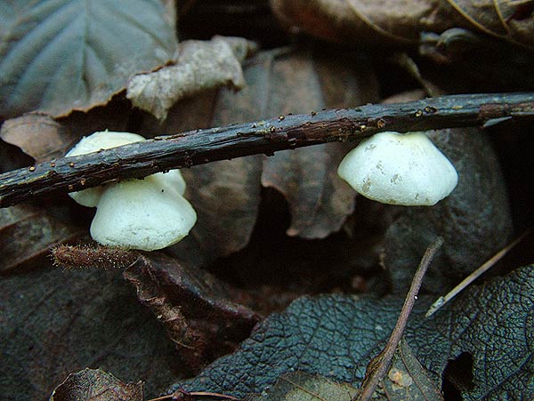 crepidotus luteolus