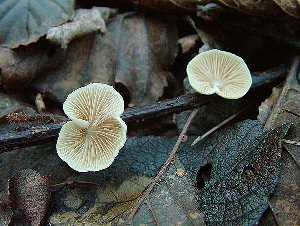 crepidotus luteolus