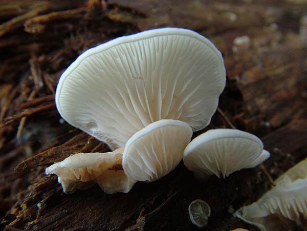 crepidotus versutus