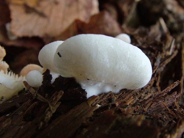 crepidotus versutus