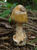 amanita crocea