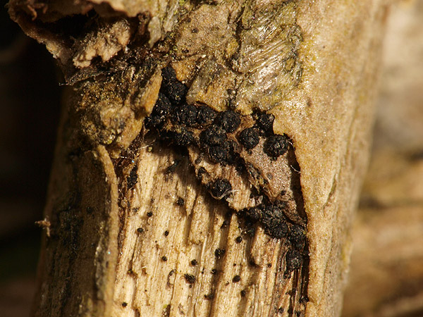 Cucurbitaria berberidis - Berberitzen-Kugelpilz