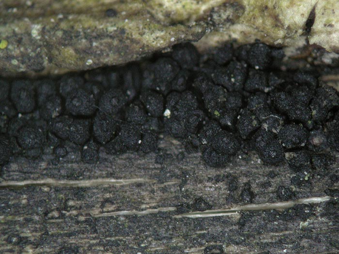 Cucurbitaria obducens auf Berberitze