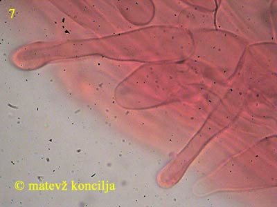psilocybe cyanescens - kaulocistide
