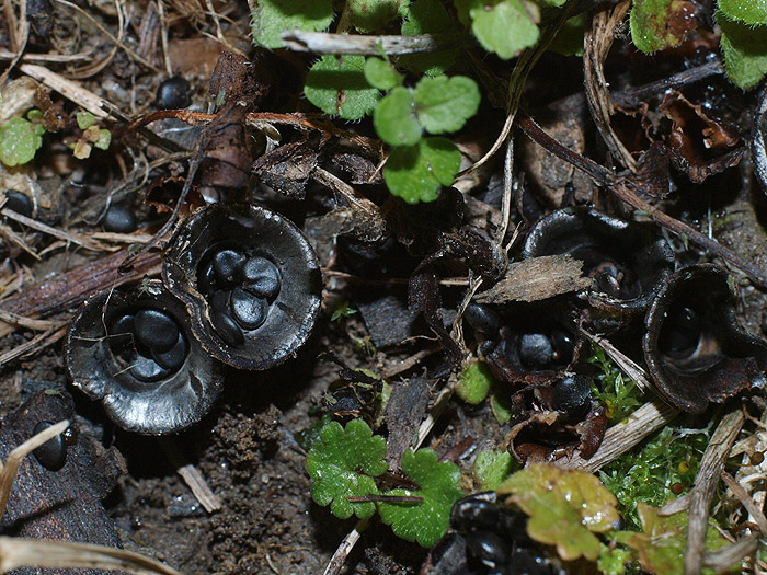 Cyathus stercoreus - govnov košek