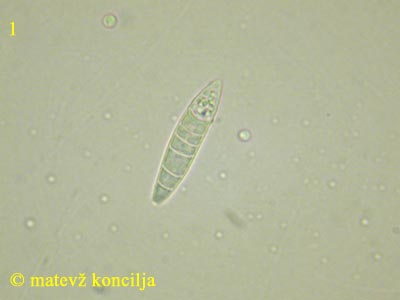 Ascocoryne cylichnium - tros