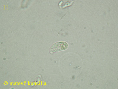 Guepiniopsis buccina