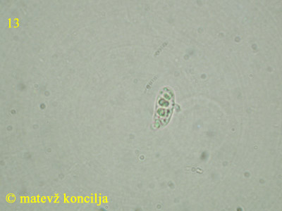 Guepiniopsis buccina