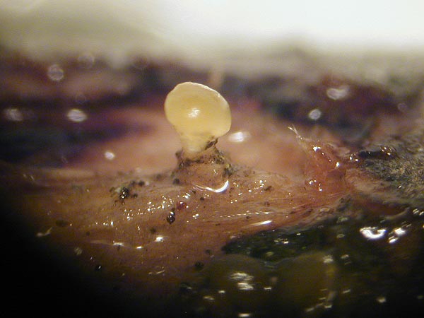 dacrymyces capitatus