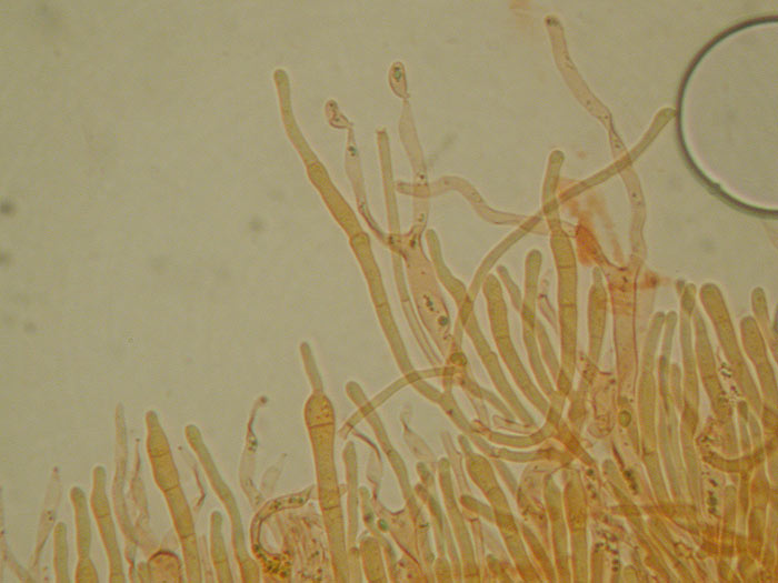 Dacrymyces sp.