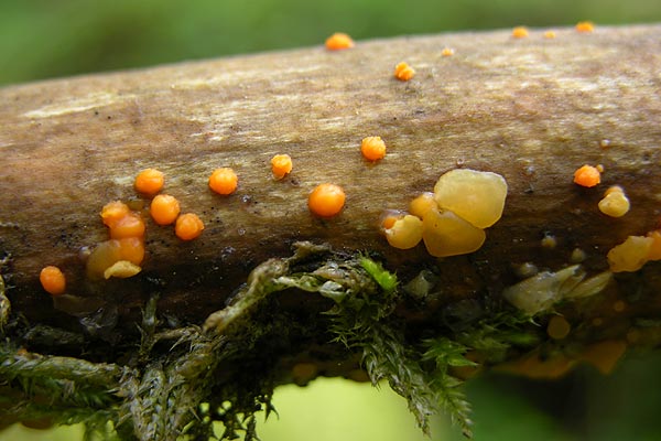 dacrymyces stillatus