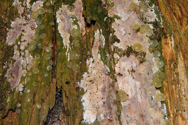 Dacrymyces tortus auf Clavulicium vinososcabens