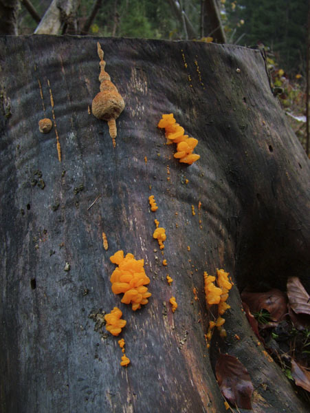 dacrymyces chrysospermus