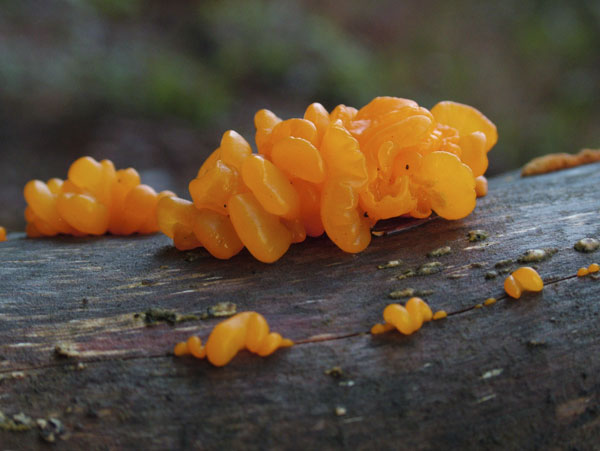 dacrymyces chrysospermus