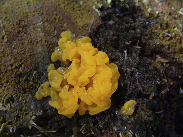 dacrymyces chrysospermus