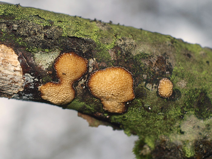 Dichomitus campestris - Haselporling