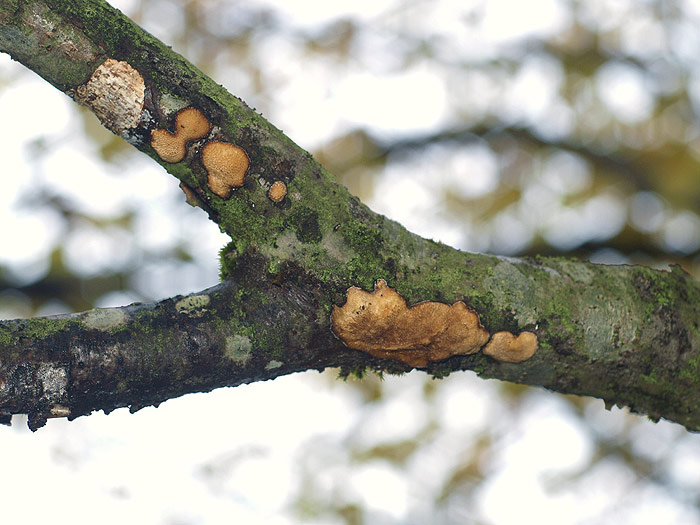 Dichomitus campestris - Haselporling