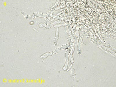 Meottomyces dissimulans