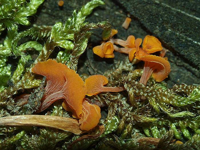 Guepiniopsis buccina - Becherförmige Guepinie