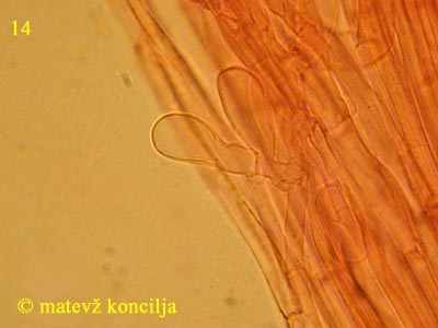 Inocybe dulcamara - kaulocistide