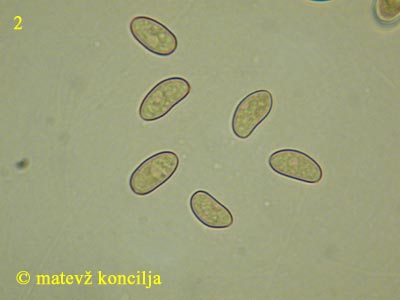 Inocybe dulcamara - trosi