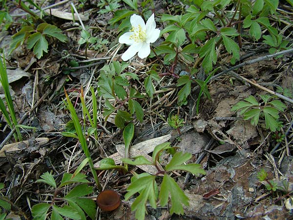 dumontinia tuberosa