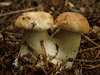 boletus edukis