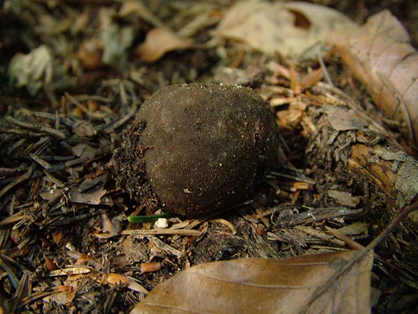 elaphomyces asperulus