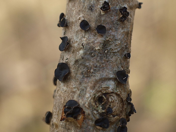 Encoelia fascicularis - Schwarzbrauner Pappelbecherling