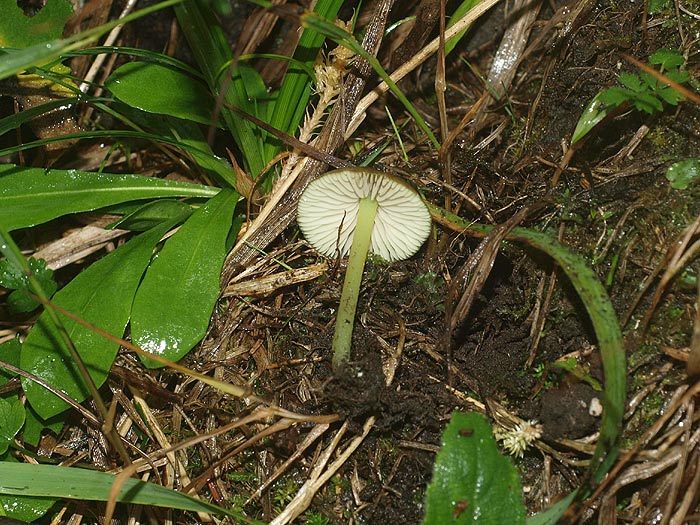 Entoloma incanum - Braungr&uuml;ner R&ouml;tling
