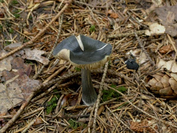 entoloma nitidum