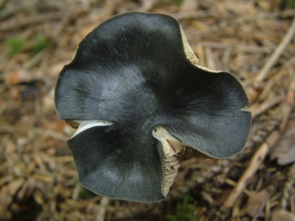 Entoloma nitidum