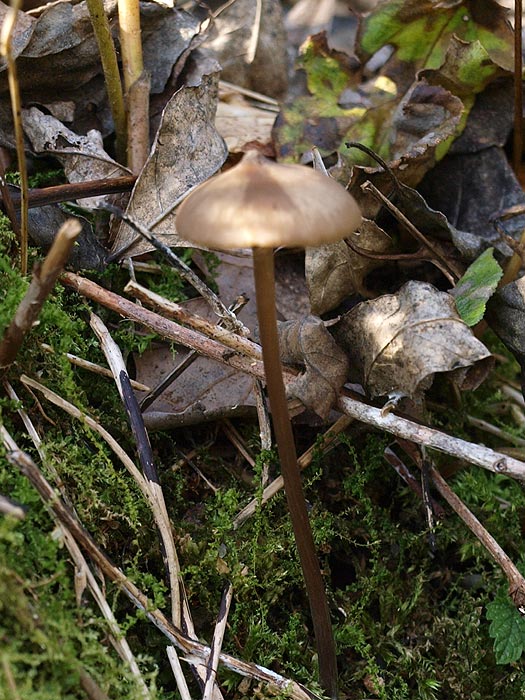 Entoloma papillatum - Gestreifter Rötling