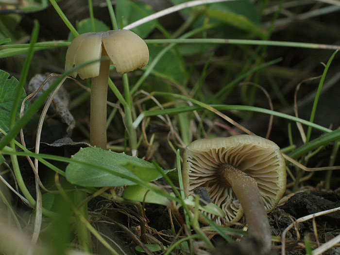 Entoloma pleopodium - Zitronengelber Rötling