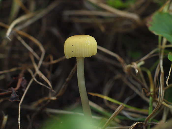 Entoloma pleopodium - Zitronengelber Rötling