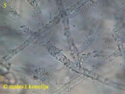 athelia epiphylla agg. - hife