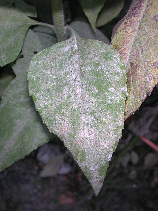 Erysiphe cichoracearum auf Helianthus tuberosus