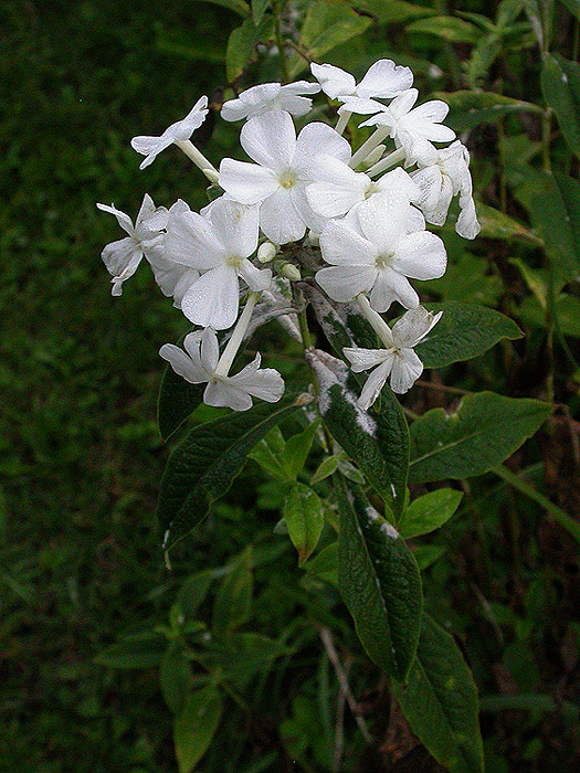 Erysiphe magnicellulata