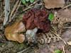 gyromitra esculenta