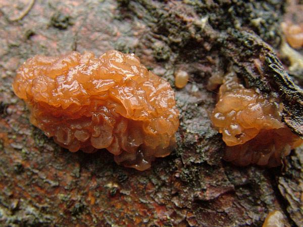exidia saccharina