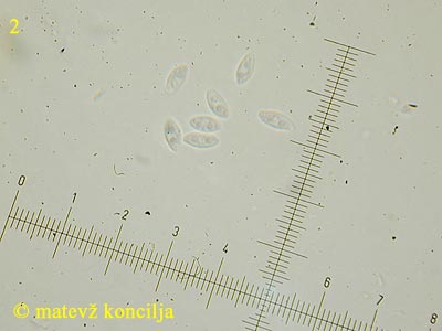 Ascotremella faginea - trosi