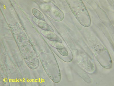 Ascotremella faginea - Sporen