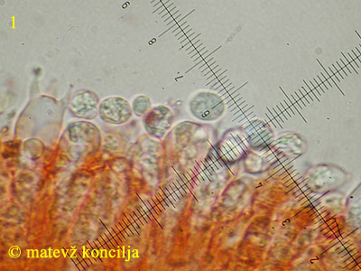 Clavaria falcata - trosi